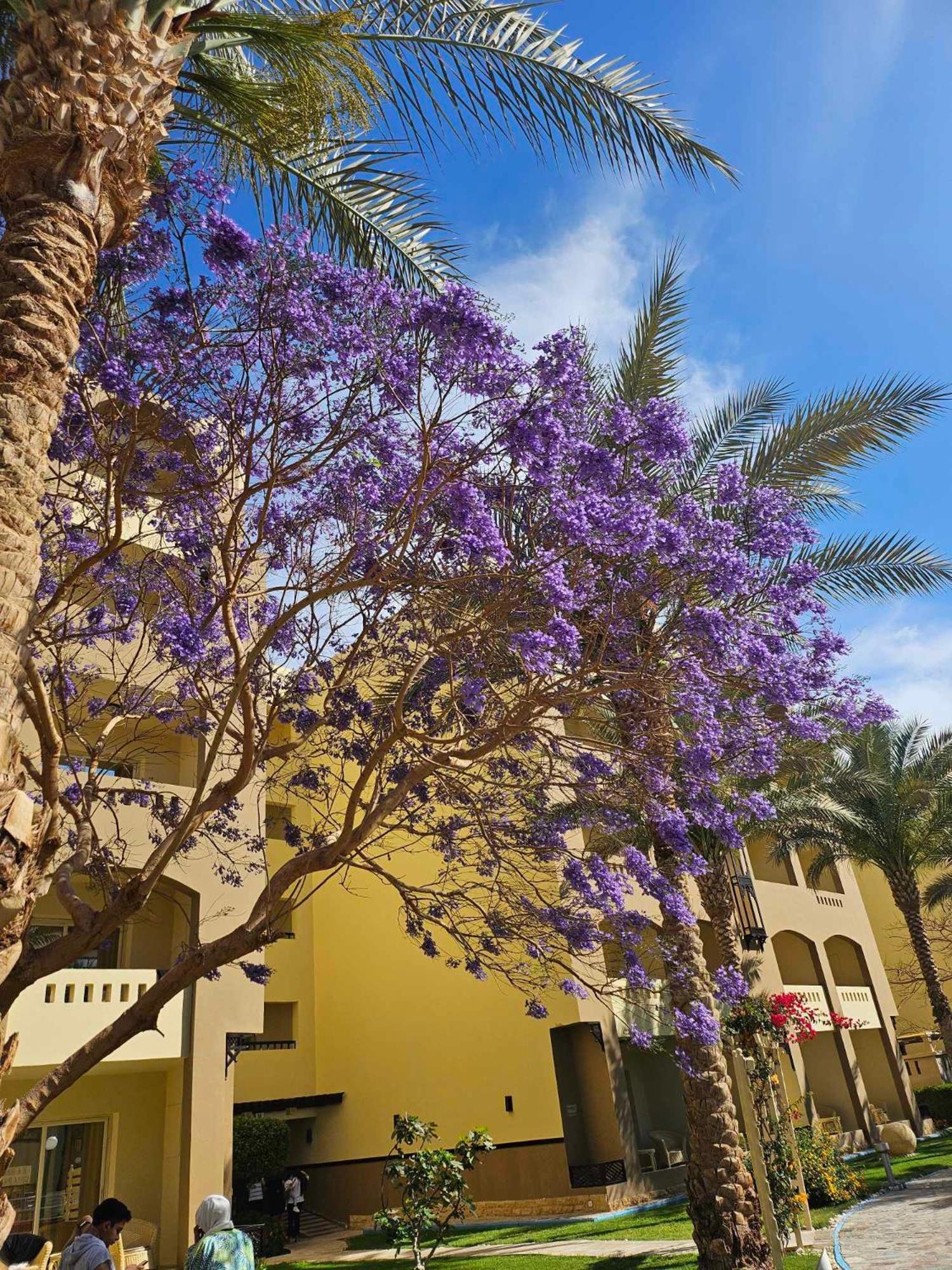 Comfortable Studio In Hotel Karma With Private Beach And Pools Family Only Or Female Hurghada Zewnętrze zdjęcie